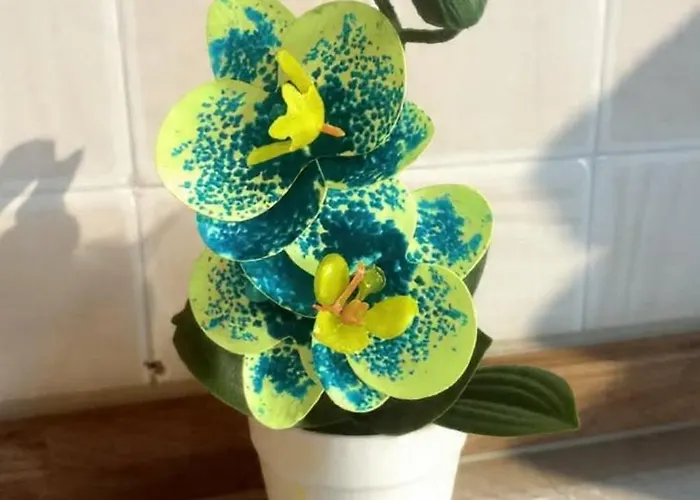 Simona Mare アパート